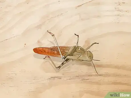Image titled Dissect a Locust Step 2