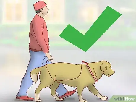 Image titled Strengthen an Older Dog's Immune System Step 7