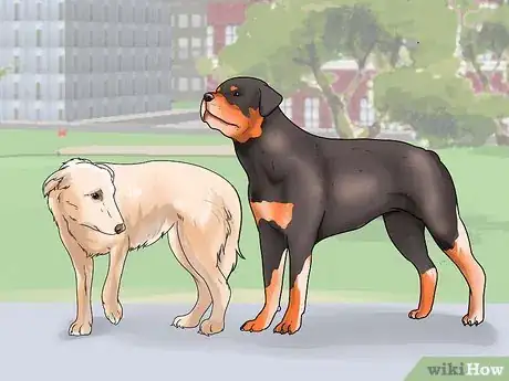 Image titled Walk Two Dogs at the Same Time on Leashes Step 14