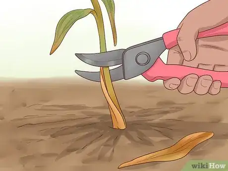 Image titled Plant Easter Lilies Step 11