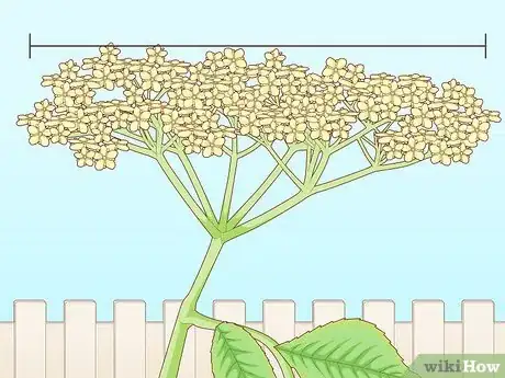 Image titled Identify Elderflower Step 7