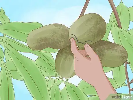 Image titled Grow Pawpaws Step 21