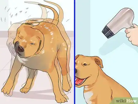 Image titled Groom a Short Haired Dog Step 10
