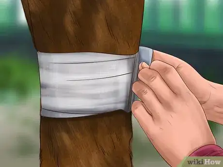 Image titled Heal a Cut on a Horse Step 5