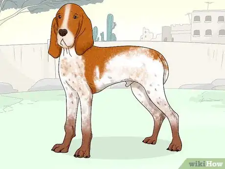 Image titled Identify a Bracco Italiano Step 9