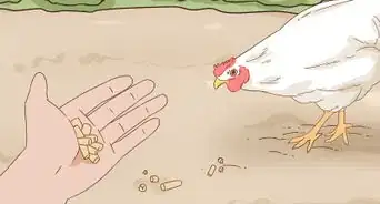 Keep a Pet Chicken