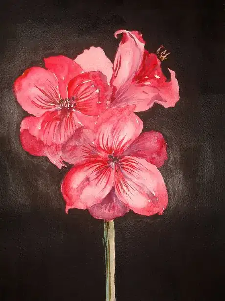 Image titled AmarylliS.