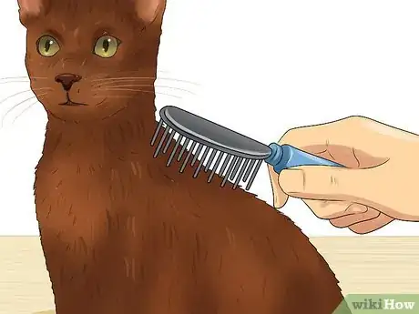 Image titled Care for a Havana Brown Cat Step 1