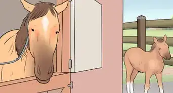 Prepare a Mare for Foaling
