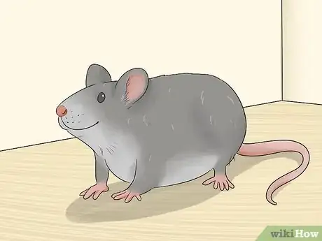 Image titled Train a Rat to Stand on Its Hind Legs Step 2