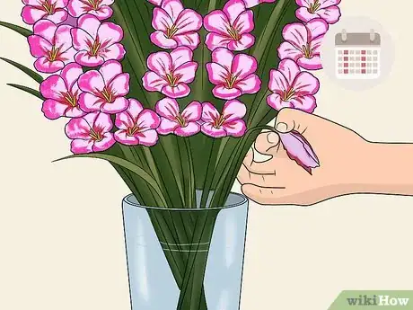 Image titled Cut Gladiolus Step 9