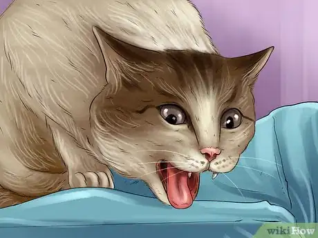 Image titled Handle Lung Fluke Infections in Cats Step 7