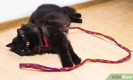 Image titled Take a Cat for a Walk Step 3