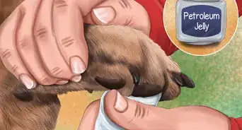 Care for Your Dog in the Winter