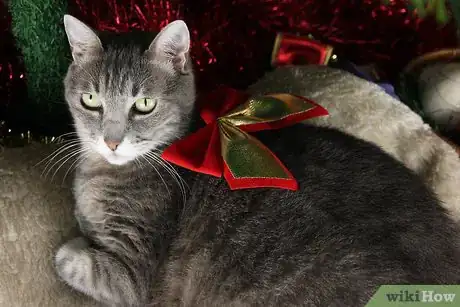 Image titled Involve a Pet in Christmas Step 3