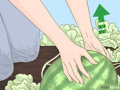 Image titled Grow Seedless Watermelons Step 15