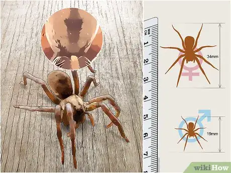 Image titled Identify a Wolf Spider Step 1