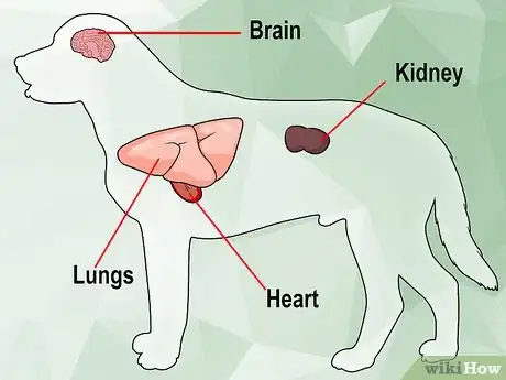 Image titled Treat Encephalitozoonosis in Dogs Step 2