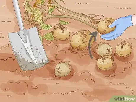 Image titled Harvest Potatoes Step 3