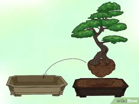 Image titled Make a Western Hemlock Bonsai Tree Step 4