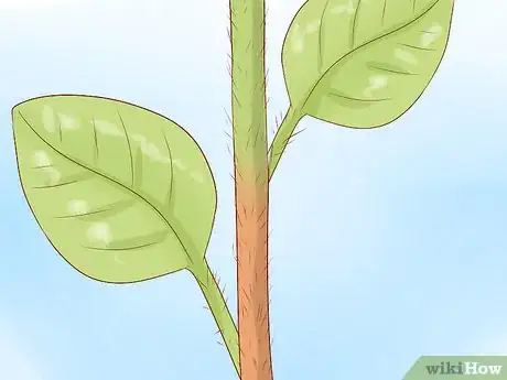 Image titled Harvest Chickweed Step 4