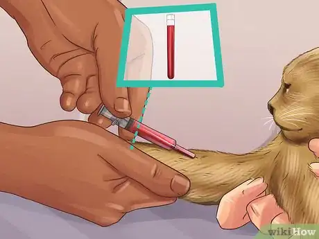 Image titled Treat Feline Stomatitis Step 7