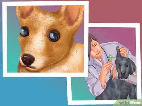 Image titled Make Your Home Safer for a Senior Dog Step 4