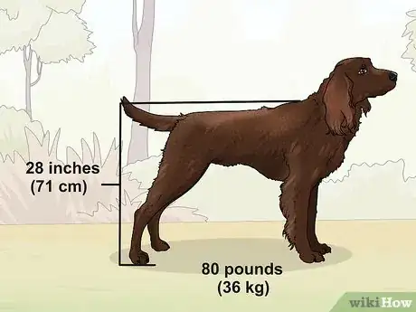 Image titled Identify a German Longhaired Pointer Step 1