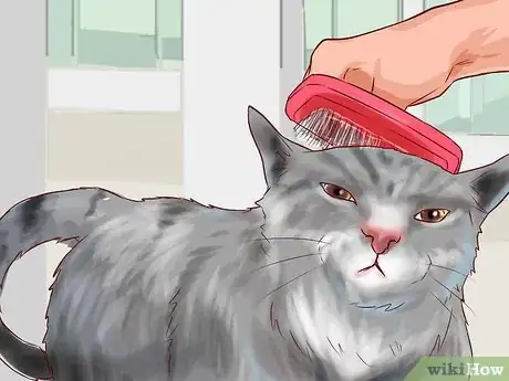 Image titled Care for American Longhair Cats Step 8