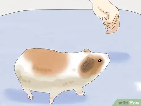 Image titled Teach a Guinea Pig to Do Tricks Step 19