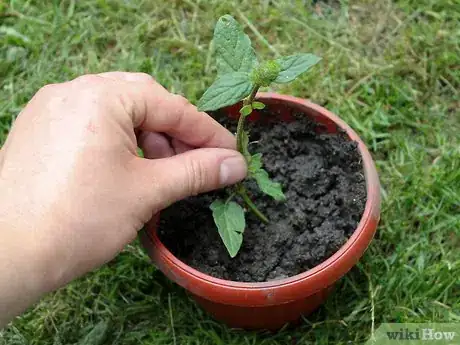 Image titled Grow Catmint from Cuttings Step 6