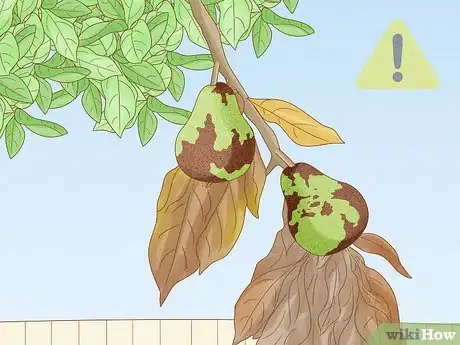 Image titled Keep a Pear Tree Healthy Step 13