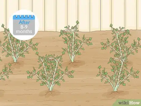 Image titled Grow Maca Step 15