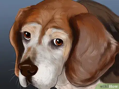 Image titled Watch a Dog for Stiff or Limp Movements Step 6