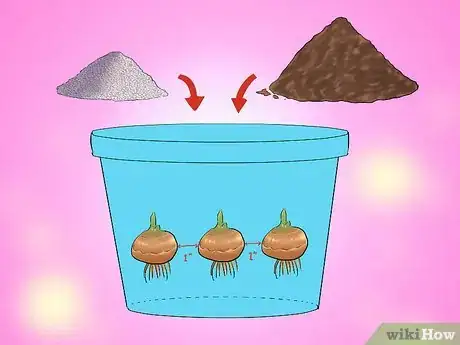 Image titled Transplant Bulbs Step 10