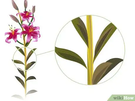 Image titled Prune Lilies Step 06