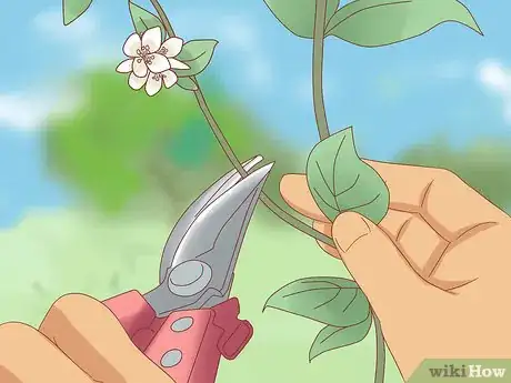 Image titled Prune Jasmine Step 2