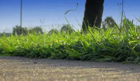 Image titled Dewy Grass