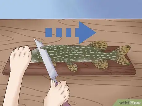 Image titled Clean and Fillet a Northern Pike Step 2