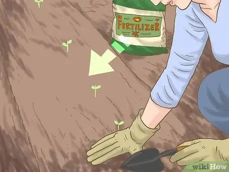 Image titled Grow Seedless Watermelons Step 11