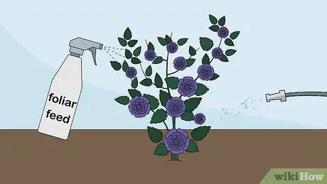 Image titled Care for a Midnight Blue Rose Bush Step 12