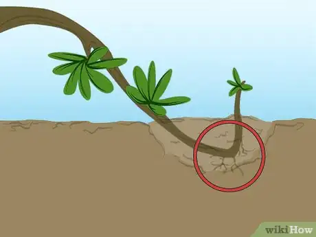 Image titled Propagate Azaleas Step 6