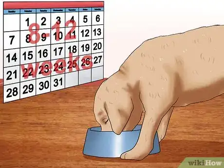 Image titled Diagnose Canine Allergies Step 11