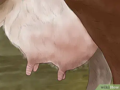 Image titled Judge Heifers Step 15