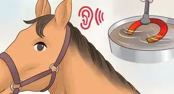 Train Your Horse for the Farrier