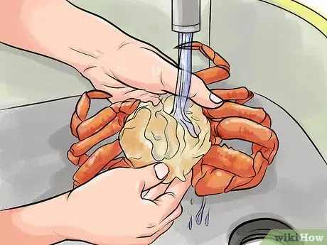 Image titled Clean Dungeness Crab Step 8