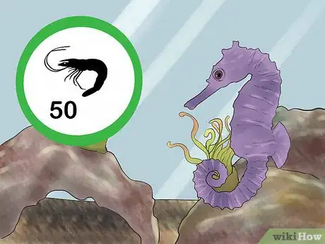 Image titled Care for a Seahorse Step 7