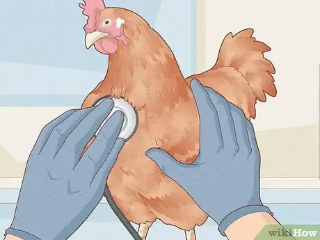 Image titled Prevent Diseases in Chickens Step 10