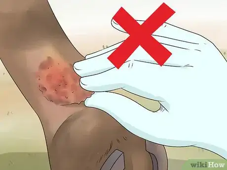 Image titled Treat Grease Heel in Horses Step 5