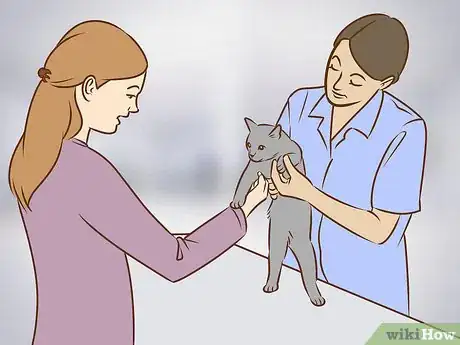 Image titled Referee Two Irritable Cats That Don't Get Along Step 1